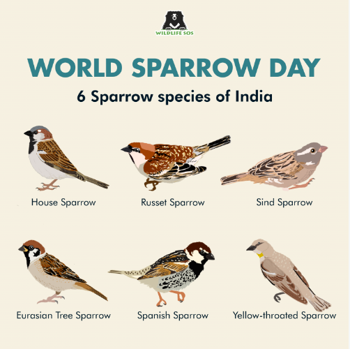 20th March 2024 World Sparrow Day HD Photos